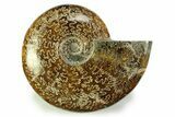 Polished, Agatized Ammonite (Cleoniceras?) - Madagascar #328402-1